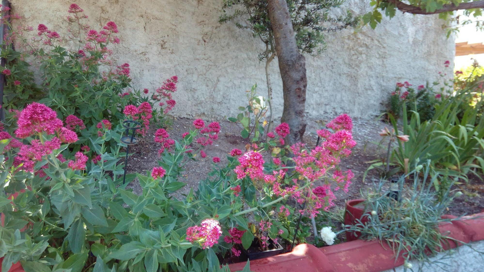 Anessis Cosmos Aparthotel Anaxos Buitenkant foto